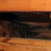 #28 A long-term roof leak allowed black mold to spawn onto the roof deck and rafters.